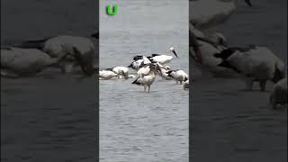 Incredible Birds | Birds are searching food #shorts #birds #nature