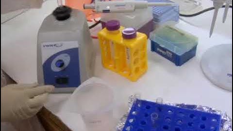 Assessment of GLUT4 translocation to the plasma membrane through  using flow cytometry