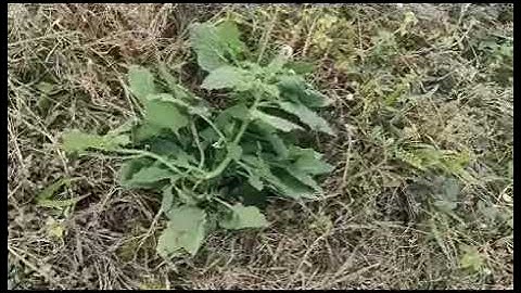 chữa viêm da cơ địa bằng cây vòi voi cực kỳ hiệu quả