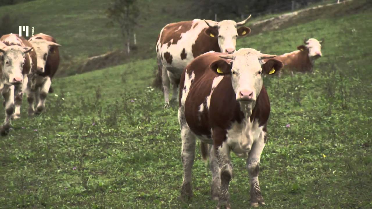 IMK 2015 - Gregor Fras, Cirknica pri Šentilju