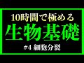 【4時間目】体細胞分裂 #生物基礎 (染色体、相同染色体、G1期、S期、G2期、M期)