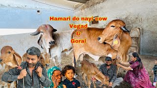 Do new family members aa gye hai ajj hamari new gaushala me #gircow