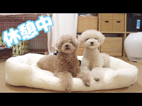散々遊んだ後に疲れてふたり揃って休んじゃう兄妹犬が可愛いｗ