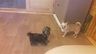 Смешные собаки. Йоркширский терьер и Чихуахуа. Funny Dogs. Смешные собаки. Йоркширский терьер и Чихуахуа. Funny Dogs.