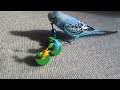 るりちゃんおしゃべり1