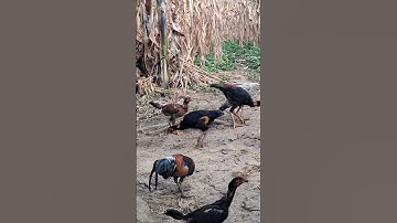 gà rừng tơ cực đẹp.qaib qus zoo nkauj