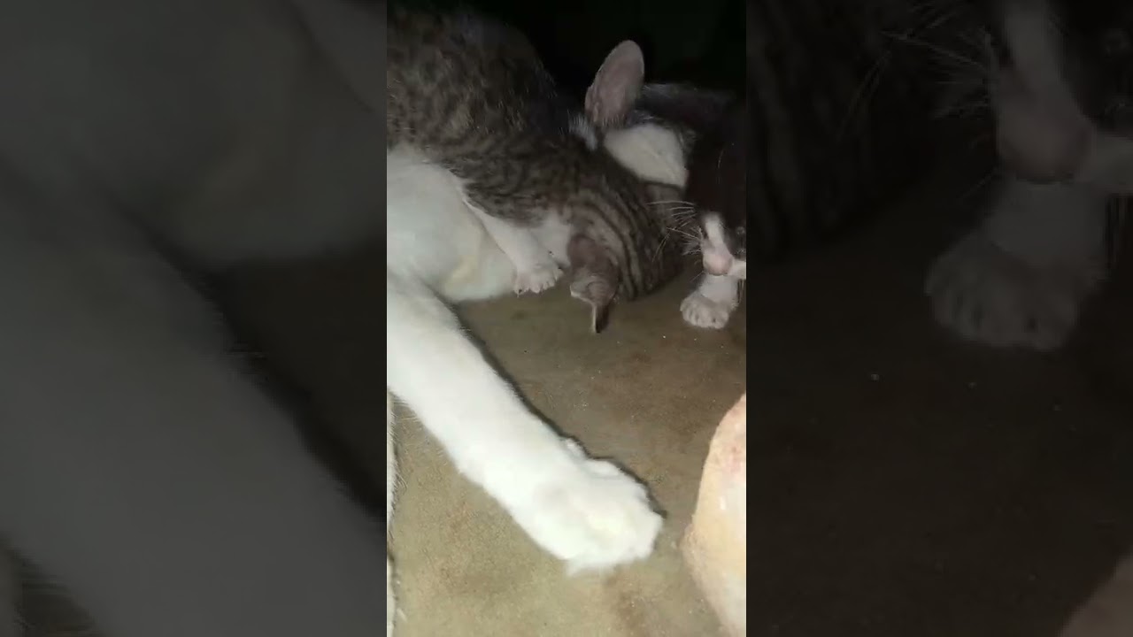 black Barry and tiger Barry attack on Charlie || cute and intended video || 