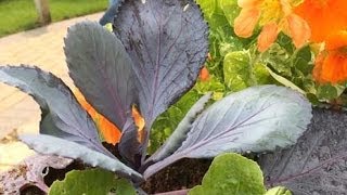Container Gardening Tips for Salad