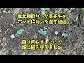 昨年種取りした落花生をポットに蒔いた途中経過、苗が育ちましたので畑に植え替えました！