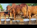 👌गुजरात की #गीरगाय !! #Gircow Yadav Dairy Farm Chhotu.. (Only What&#39;s Aap 9511592301)