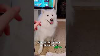 Samoyedo quiere vengarse🤣 #shorts shorts