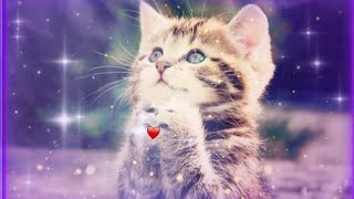 ❤KUCING CUTE🐱 [🔥 PRESET EDITOR CAP CUT 30 DETIK🔥]