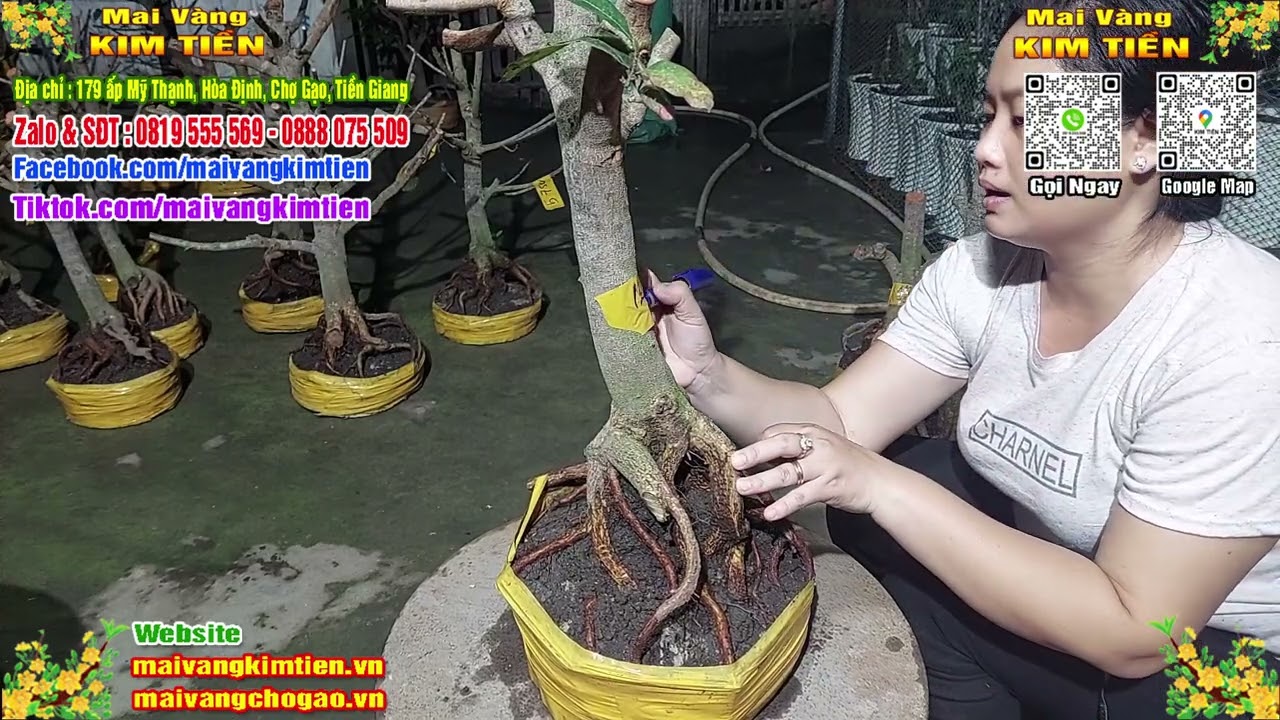 Phôi Mai Thủ Đức Giá Rẻ Bao Ship Bao Sống Toàn Quốc - Mai Vàng Kim Tiền Chợ Gạo