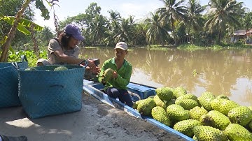 Sông nước miệt vườn: Mãng cầu xiêm Hậu Giang