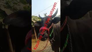 Tej nath dairy farm kalsar katihar bihar 854337