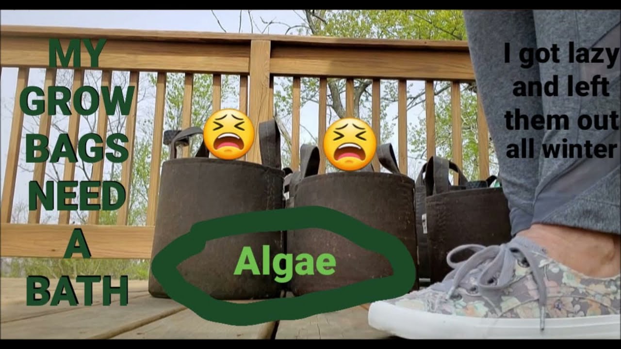 Grow bags for plants, algae build up and how to get rid of it