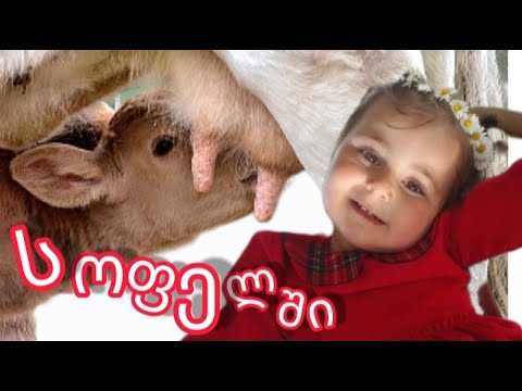 შეხვედრა ცხოველებთან სოფელში, როგორ მოწოვა ძუძუ პატარა ხბომ?