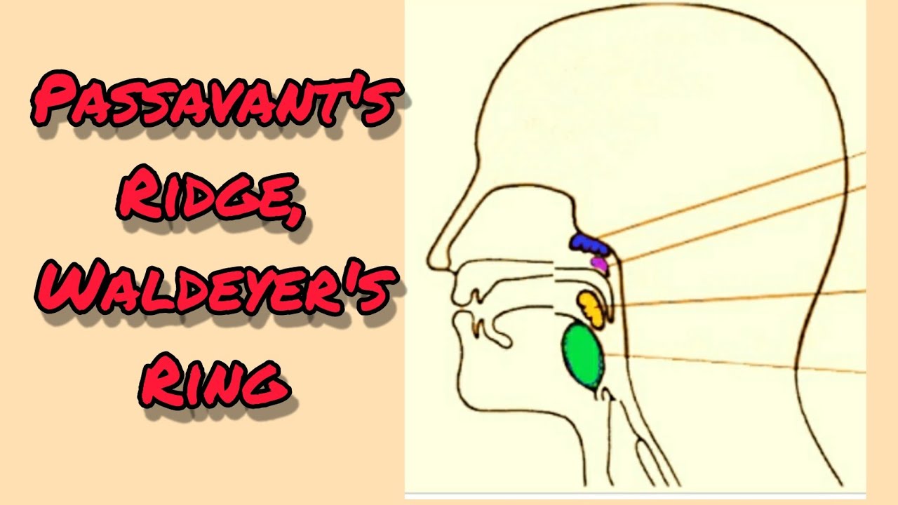 Overview of components involved in the mucosal immune system of the... |  Download Scientific Diagram