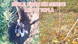 Sonbaharda Fidan Yer Değiştirme Nasıl Yapılır🌳Fidanı Böyle Dik Seneye Meyve Topla🍎Fidan Nasıl Dikilr Resimi