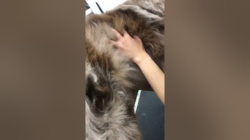 D6- using an undercoat rake step 2