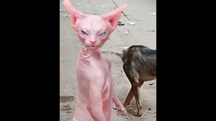 Watch the video about #cat #crazy #funny #cute #happy #sphinx #animals