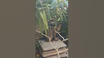 Squirrel has noticed 🐈 cat
