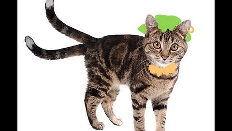 [ touhou ] *pulls chen