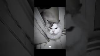 Cats Dont Like Being Pointed At