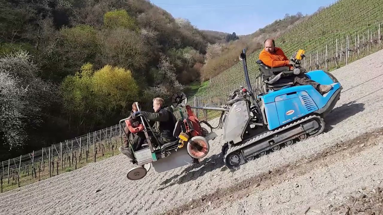 Reben ausbrechen \u0026 Triebe einweisen: Ein kurzer Überblick zur Laubarbeit (Teil I)