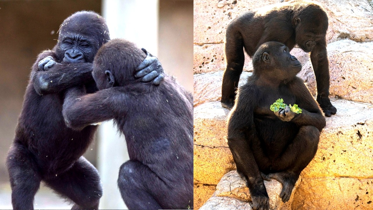 Эта игривая горилла заставит вас улыбнуться!