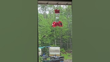 Has Anyone Ever Seen This From a Hummingbird!  #birdwatching #hummingbird