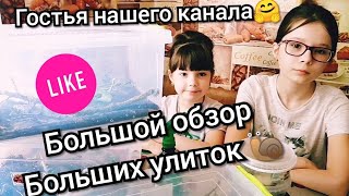 видео: Обзор всех улиток картинка: Обзор всех улиток