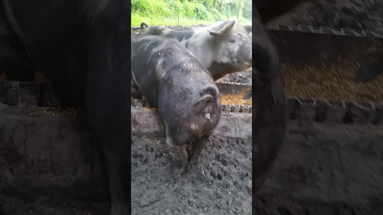 talkan katliamı Who's a good piggy?