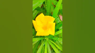 What a flower क्या फूल है। #video #nature #shorts