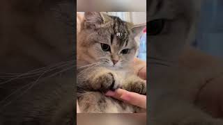 2024 Funny Cat Videos and Cat Shorts Compilation