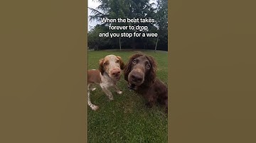 POV: When the beat drops, so do I 🐶🎶 #pov #doglife #shorts