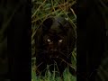 The fastest hunter on Earth⚡🐆#cheetah #shorts #youtubeshorts #viral #wildlife #nature #fastestanimal
