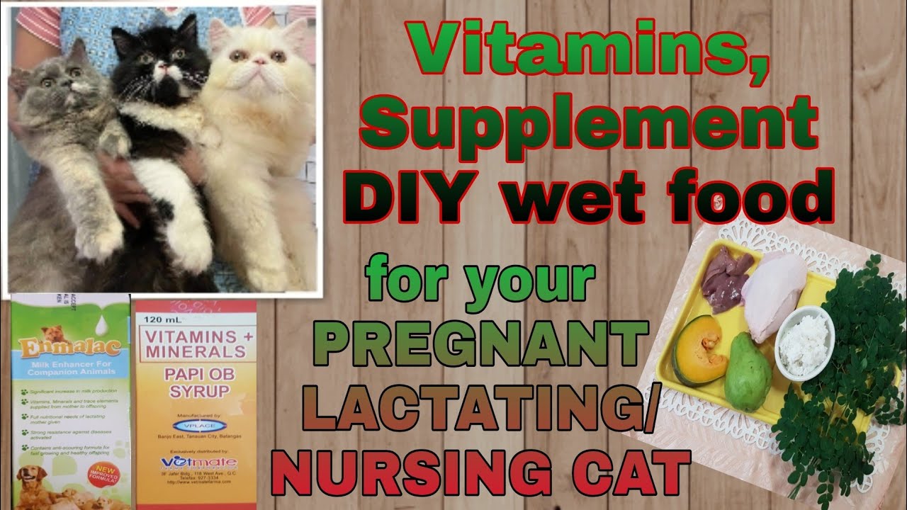 Pregnant And Lactating Cat What Vitamins Supplement And Food Good For 