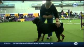 Rottie Wizard agility NYC 2/8/14