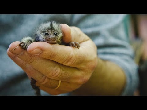 ДОМАШНЯЯ КАРЛИКОВАЯ ОБЕЗЬЯНКА! Мармозетка, карликовая игрунка уход и содержание.