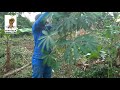 culture du manioc: voici comment booster votre tuberisation et rendement de façon naturelle