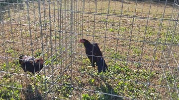 Me nyuam qaib tundra