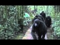Touched by a Wild Mountain Gorilla (HD Version)