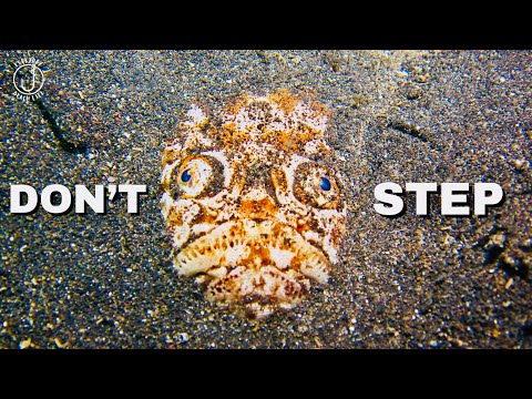 Corpus Christi Surf Fishing Poisonous Stargazer Encounter 