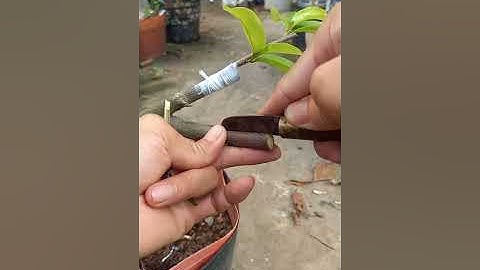 3 Kỹ thuật ghép mãn cầu xiêm đơn giản - The latest technique of grafting and tree care #1169