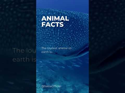 Animal Facts EP
