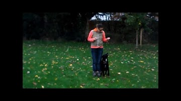 Basic Sheep Herding skills LIE DOWN  until I say  WALK ON