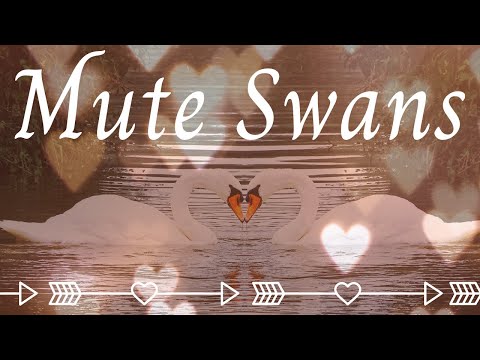Mute Swans - A Symbol Of Love