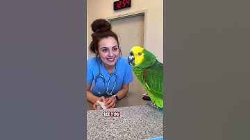 Parrot Switched Crushes Faster Than WiFi! Now It’s the Nurse 💗😂