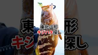 東北山形キジハタ探し #ロックフィッシュ #金丸竜児    #ルーディーズ